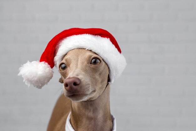 Perro con un sombrero de Santa Claus