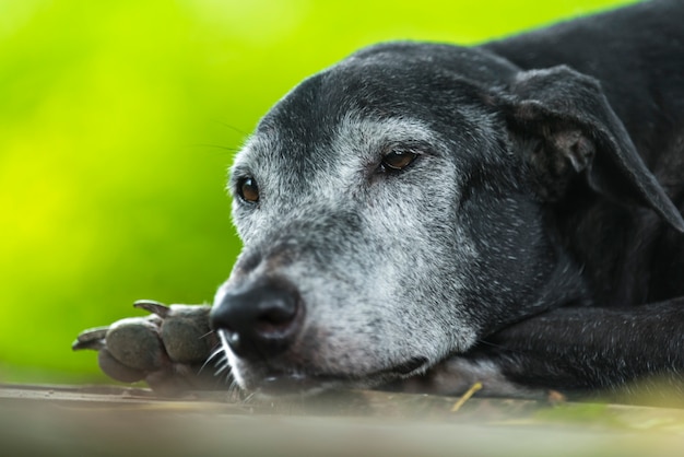 perro soñoliento, vista de la naturaleza