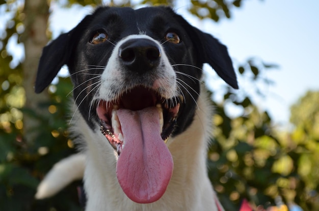 Foto un perro sonriendo con la lengua afuera y una correa roja.