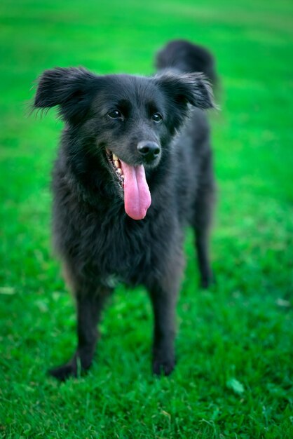 Perro sonriente feliz en la hierba