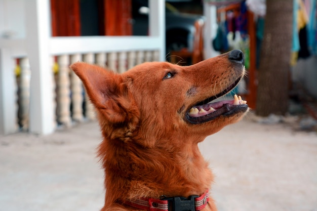 Foto perro sonriente mascota feliz