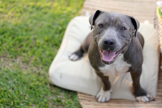 Foto perro sonriente