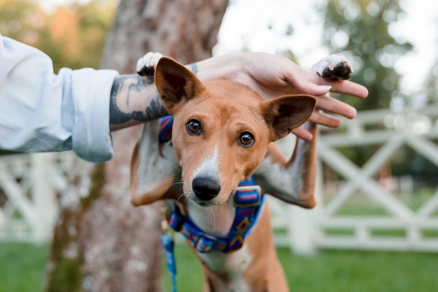 Un perro sostenido por la mano de un hombre.