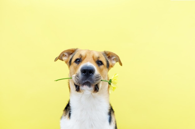 Un perro sosteniendo un crisantemo de flores en sus dientes sobre el fondo amarillo o iluminador