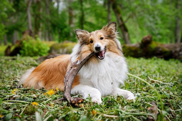 Perro sosteniendo un palo en el bosque