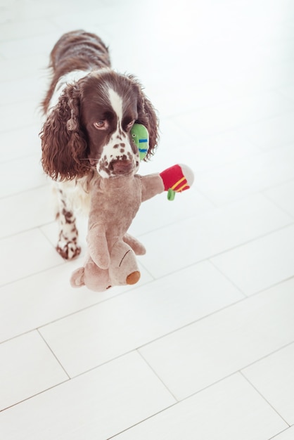 El perro Spaniel está de pie y ofrece jugar con un peluche.