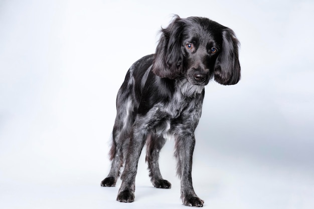 Un perro spaniel de pie sobre un fondo claro