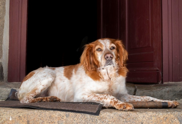 Perro spaniel en el porche de la casa