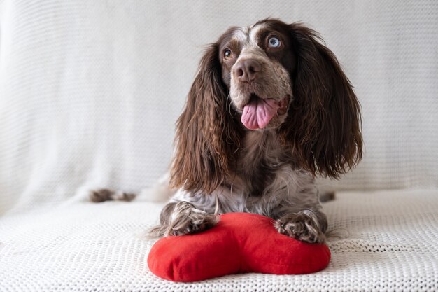 Perro Spaniel Ruso marrón acostado en el sofá con un gran corazón de peluche. Día de San Valentín. Acostado en el sofá cama.