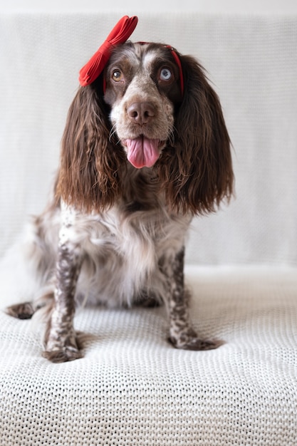 Perro Spaniel Ruso marrón acostado en el sofá con lazo rojo en la cabeza.