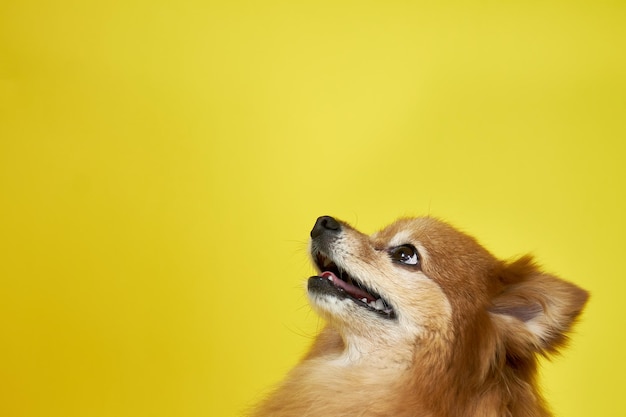 Un perro Spitz alemán mira hacia arriba en un espacio de copia de fondo amarillo