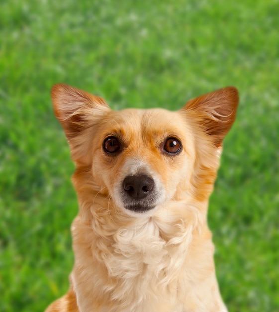 Perro Spitz en prado verde