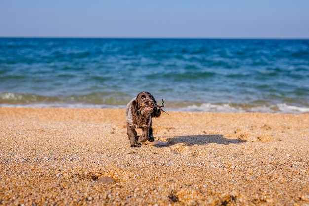 Perro Springer Spaniel joven jugando con juguetes en un piso en la orilla del mar.