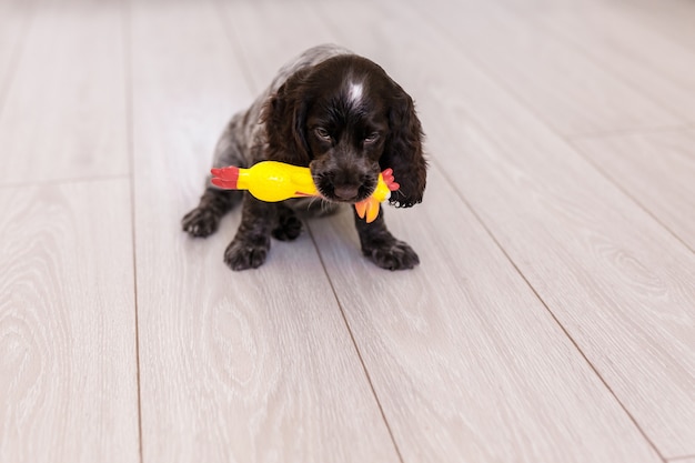 Perro Springer Spaniel joven jugando con juguetes en el suelo en casa.