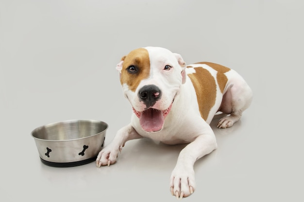 Perro de Staffordshire americano hambriento perro acostado esperando comer a continuación un cuenco de hueso. Aislado sobre fondo gris