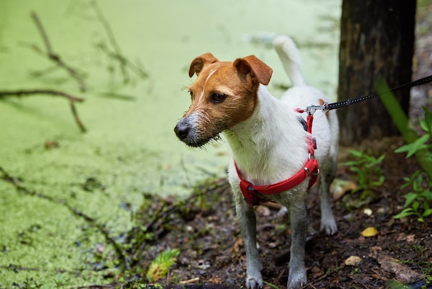 Perro sucio se divierte en el pantano