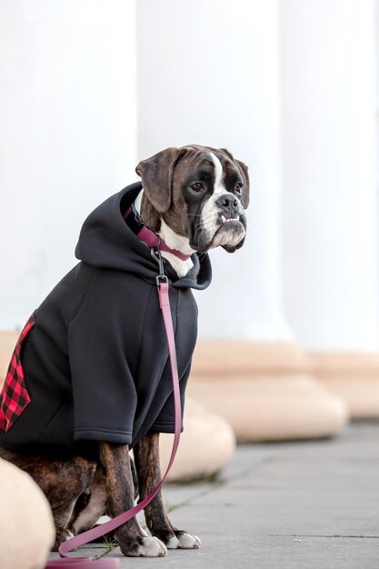 Foto un perro con una sudadera con capucha negra con la palabra perro.