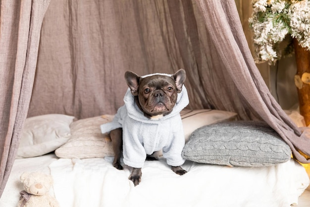 Un perro con una sudadera con capucha se sienta en una cama frente a un árbol de navidad.