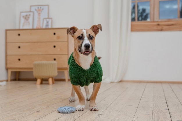 Un perro con un suéter se encuentra en un piso de madera.