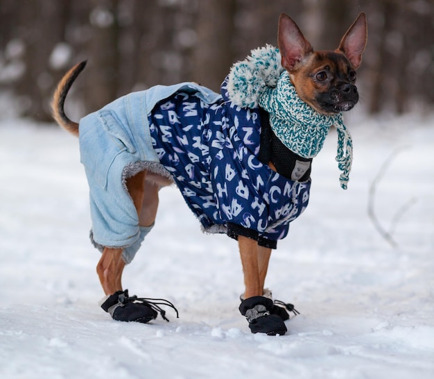 Un perro con un suéter que dice 'vamos'