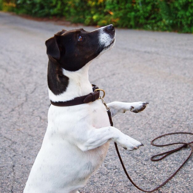 Foto un perro suplica educadamente