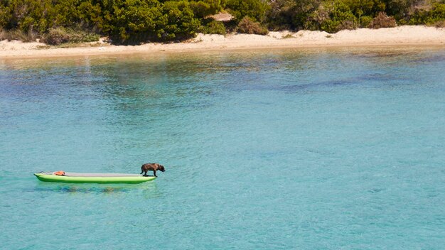 Perro surfista en el mar Egeo