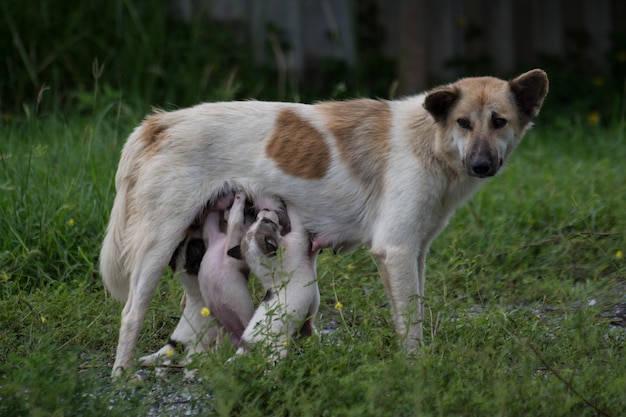 Perro tailandés alimentando cachorros