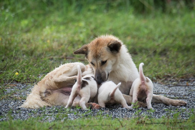 Perro tailandés alimentando cachorros