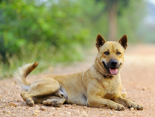 Perro tailandés con naturaleza borrosa