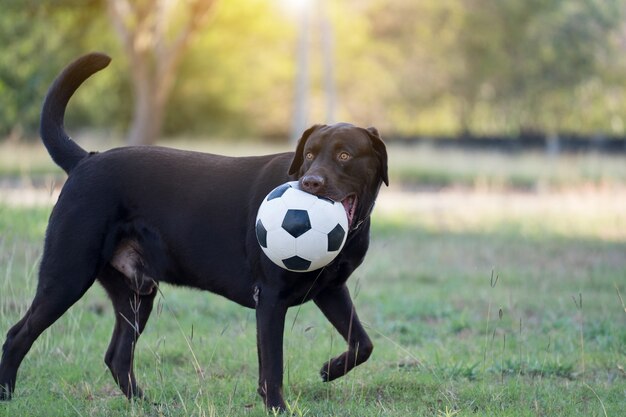 Perro tailandés negro grande jugando con una pelota en el suelo en el patio.