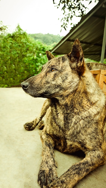 perro tailandés parece piel de tigre