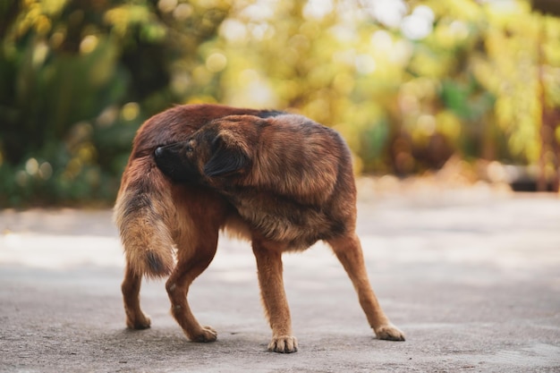 Un perro tailandés de pelo largo marrón se rasca la cola con la boca debido a las pulgas y las garrapatas