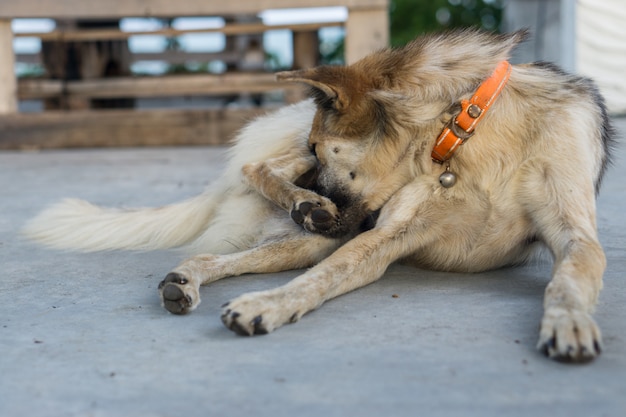 El perro tailandés perdido sin hogar se sienta en la manera del campo cerca de la playa.