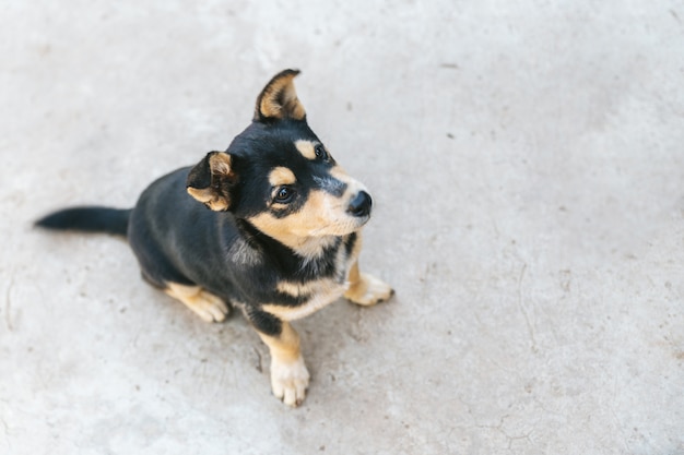 Perro tailandés de la piel negra y marrón que se sienta en piso concreto