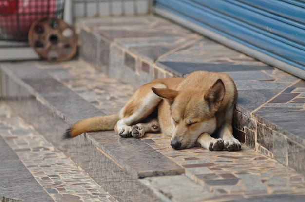 Perro taiwanés durmiendo frente a un restaurante