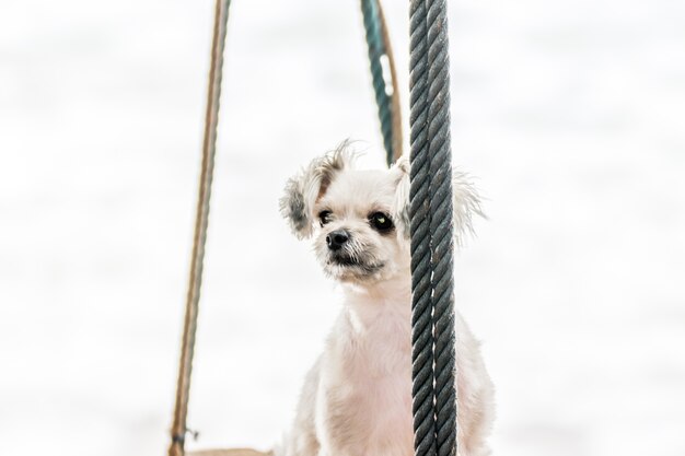 Perro tan lindo color beige raza mixta con Shih-Tzu, Pomerania y Poodle viajar en la playa