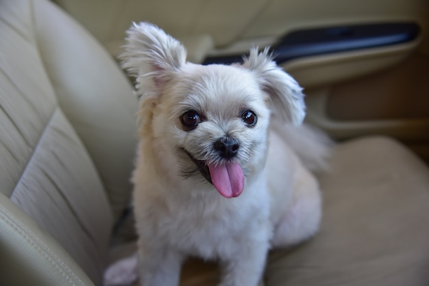 Perro tan lindo de raza mixta con Shih-Tzu, Pomerania y Poodle sentado en el asiento del coche