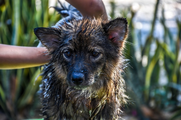 Perro tan lindo raza mixta en Tailandia obtener un baño limpio y la salud es un perro callejero