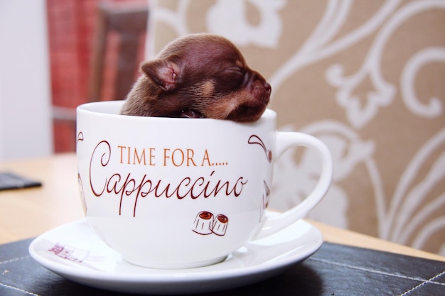 Foto perro en la taza en la mesa