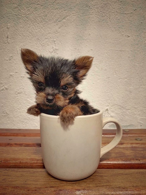 Un perro en una taza que dice yorkshire terrier