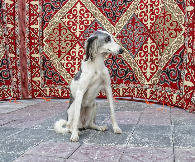 Foto perro tazy en una yurta en kazajistán