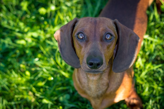 Perro Teckel rojo sentado en flores