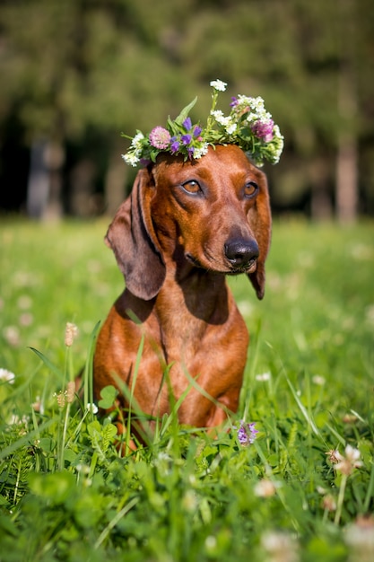 Perro Teckel rojo sentado en flores