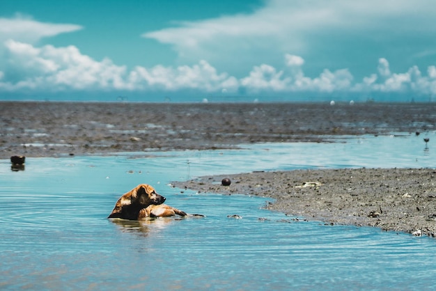 Foto perro tendido en el agua en la playa contra el cielo