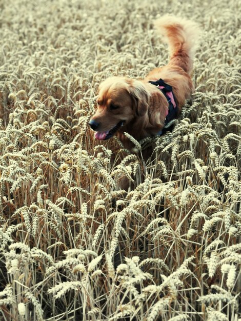 Foto perro tendido en la hierba