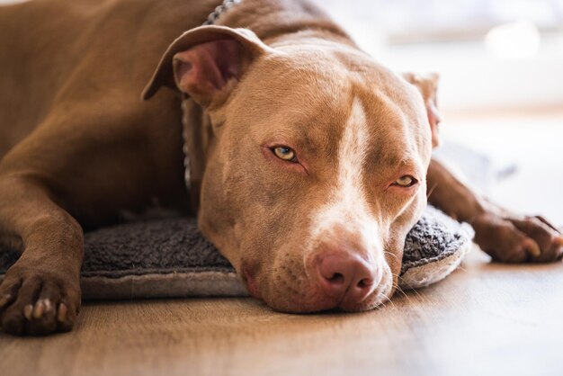 Perro tendido en el suelo de madera en el interior amstaff terrier marrón descansando con grandes ojos tristes