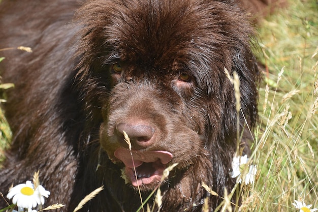 Perro Terranova marrón chocolate lamiendo la punta de su nariz.