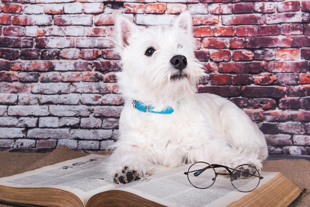 Perro terrier blanco de las tierras altas del oeste con un libro en el fondo de la pared de ladrillo