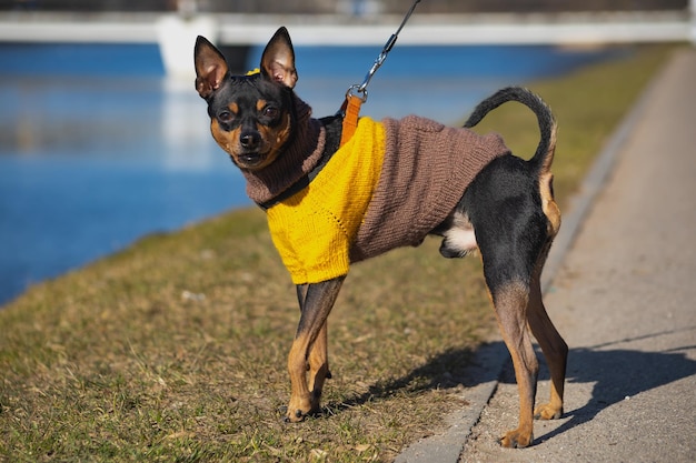 Perro terrier de juguete con ropa de color marrón amarillento camina a lo largo del lago