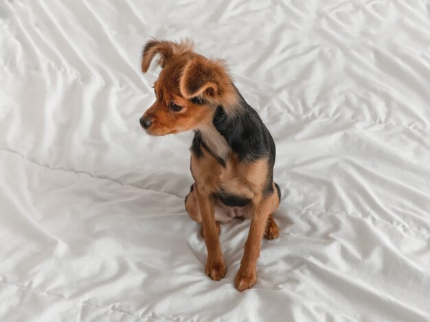 Perro terrier de juguete ruso en una cama blanca